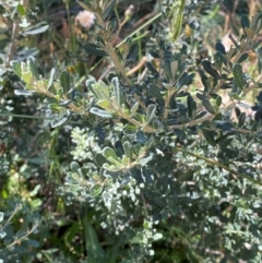 Olearia phlogopappa subsp. serrata at Namadgi National Park - 25 Feb 2024 10:15 AM