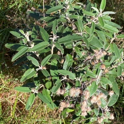 Olearia megalophylla (Large-leaf Daisy-bush) at Namadgi National Park - 24 Feb 2024 by Tapirlord