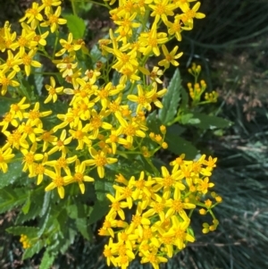 Senecio linearifolius var. latifolius at Namadgi National Park - 25 Feb 2024