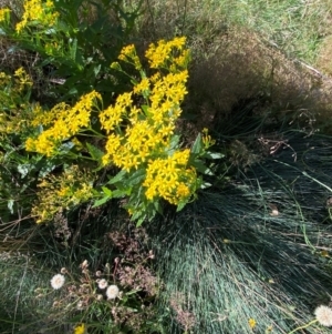 Senecio linearifolius var. latifolius at Namadgi National Park - 25 Feb 2024