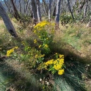 Senecio linearifolius var. latifolius at Namadgi National Park - 25 Feb 2024