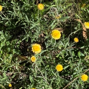 Coronidium monticola at Namadgi National Park - 25 Feb 2024