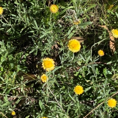 Coronidium monticola (Mountain Button Everlasting) at Namadgi National Park - 25 Feb 2024 by Tapirlord