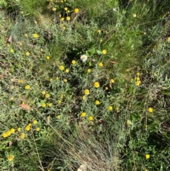 Coronidium monticola at Namadgi National Park - 25 Feb 2024