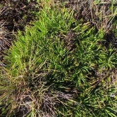 Stylidium montanum (Alpine Triggerplant) at Namadgi National Park - 24 Feb 2024 by Tapirlord