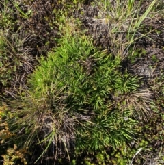 Stylidium montanum at Namadgi National Park - 25 Feb 2024 09:59 AM