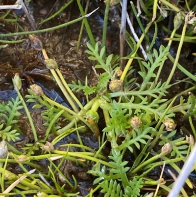 Cotula alpina (Alpine Cotula) at Cotter River, ACT - 24 Feb 2024 by Tapirlord