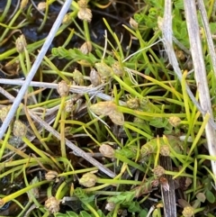 Isolepis crassiuscula (Alpine Club-rush) at Namadgi National Park - 24 Feb 2024 by Tapirlord