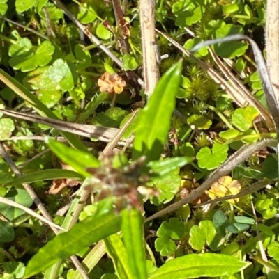 Euchiton limosus (Swamp Cudweed) at Namadgi National Park - 24 Feb 2024 by Tapirlord