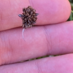 Juncus falcatus (Sickle-leaf Rush) at Cotter River, ACT - 24 Feb 2024 by Tapirlord