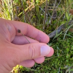 Juncus falcatus at Namadgi National Park - 25 Feb 2024