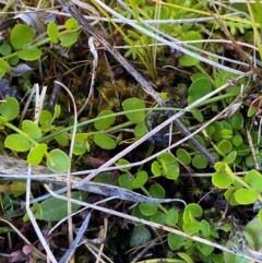 Gonocarpus micranthus subsp. micranthus (Creeping Raspwort) at Cotter River, ACT - 24 Feb 2024 by Tapirlord