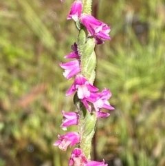 Spiranthes australis (Austral Ladies Tresses) at Namadgi National Park - 24 Feb 2024 by Tapirlord