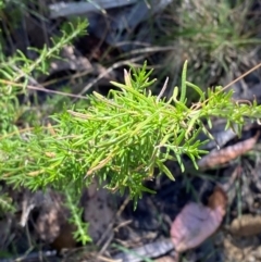 Cassinia aculeata subsp. aculeata (Dolly Bush, Common Cassinia, Dogwood) at Namadgi National Park - 25 Feb 2024 by Tapirlord