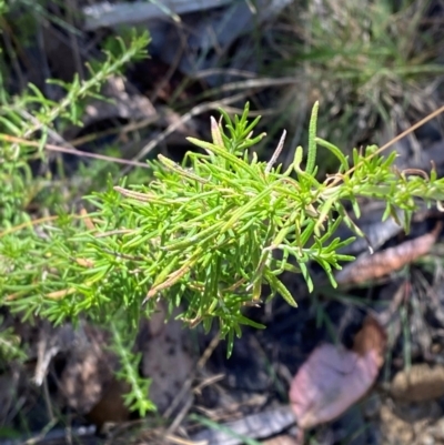 Cassinia aculeata subsp. aculeata (Dolly Bush, Common Cassinia, Dogwood) at Namadgi National Park - 25 Feb 2024 by Tapirlord