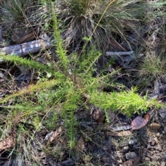 Cassinia aculeata subsp. aculeata at Namadgi National Park - 25 Feb 2024 09:46 AM