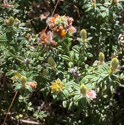 Oxylobium ellipticum (Common Shaggy Pea) at Cotter River, ACT - 24 Feb 2024 by Tapirlord