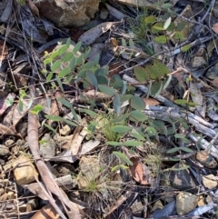 Eucalyptus dalrympleana subsp. dalrympleana (Mountain Gum) at Namadgi National Park - 25 Feb 2024 by Tapirlord