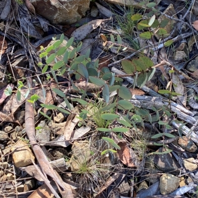 Eucalyptus dalrympleana subsp. dalrympleana (Mountain Gum) at Namadgi National Park - 24 Feb 2024 by Tapirlord