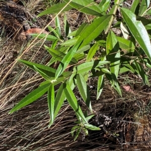 Ozothamnus stirlingii at Namadgi National Park - 25 Feb 2024