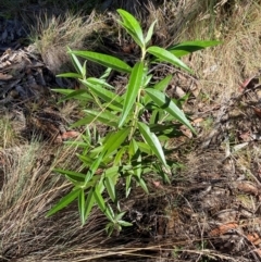 Ozothamnus stirlingii at Namadgi National Park - 25 Feb 2024