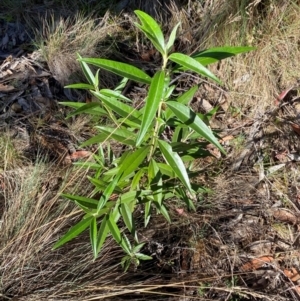 Ozothamnus stirlingii at Namadgi National Park - 25 Feb 2024