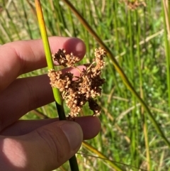 Juncus brevibracteus (Alpine Rush) at Cotter River, ACT - 24 Feb 2024 by Tapirlord