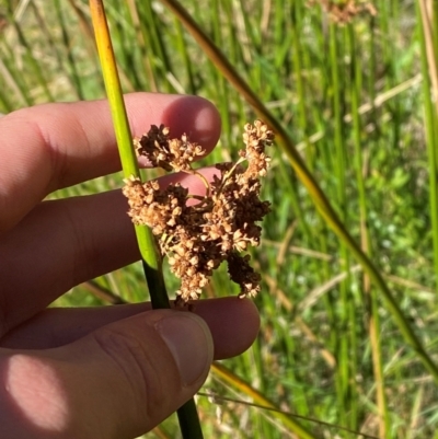 Juncus brevibracteus (Alpine Rush) at Cotter River, ACT - 24 Feb 2024 by Tapirlord