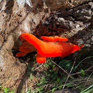 Aurantiporus pulcherrimus at Namadgi National Park - 25 Feb 2024