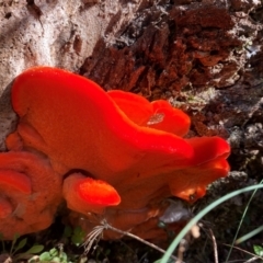 Aurantiporus pulcherrimus at Namadgi National Park - 25 Feb 2024 09:30 AM