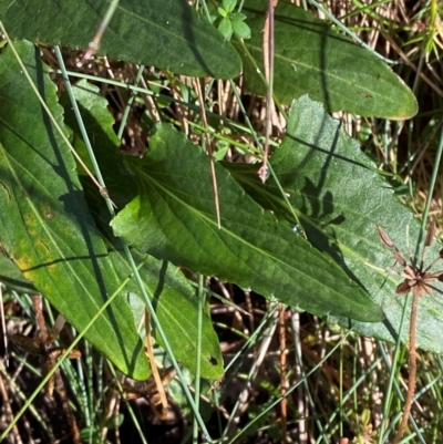 Viola betonicifolia subsp. betonicifolia (Arrow-Leaved Violet) at Namadgi National Park - 25 Feb 2024 by Tapirlord