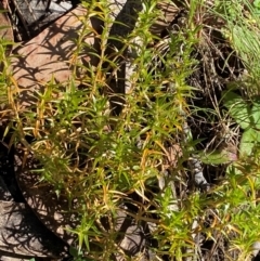 Stellaria pungens (Prickly Starwort) at Cotter River, ACT - 24 Feb 2024 by Tapirlord