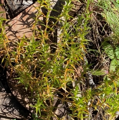 Stellaria pungens (Prickly Starwort) at Cotter River, ACT - 24 Feb 2024 by Tapirlord