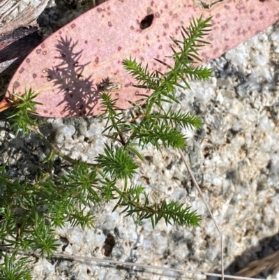 Asperula scoparia (Prickly Woodruff) at Cotter River, ACT - 24 Feb 2024 by Tapirlord