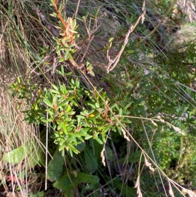 Leucopogon gelidus at Cotter River, ACT - 24 Feb 2024 by Tapirlord