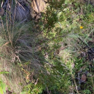 Leucopogon gelidus at Namadgi National Park - 25 Feb 2024 09:27 AM