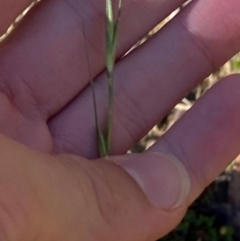 Microlaena stipoides (Weeping Grass) at Cotter River, ACT - 24 Feb 2024 by Tapirlord