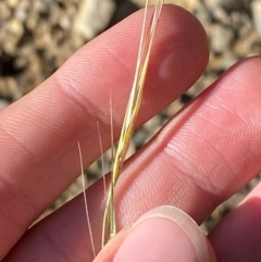 Microlaena stipoides at Namadgi National Park - 25 Feb 2024 09:23 AM