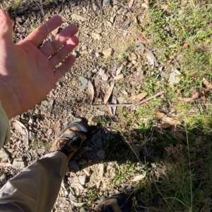 Microlaena stipoides at Namadgi National Park - 25 Feb 2024 09:23 AM