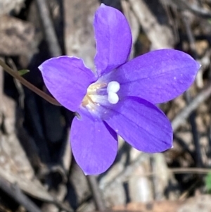 Wahlenbergia gloriosa at Namadgi National Park - 25 Feb 2024 09:22 AM