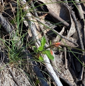 Wahlenbergia gloriosa at Namadgi National Park - 25 Feb 2024 09:22 AM