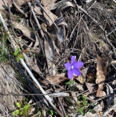 Wahlenbergia gloriosa at Namadgi National Park - 25 Feb 2024 09:22 AM