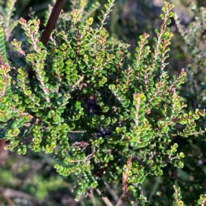 Bossiaea foliosa at Namadgi National Park - 25 Feb 2024