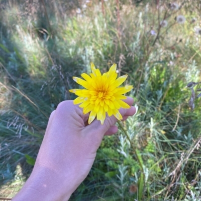 Microseris lanceolata (Yam Daisy) at Namadgi National Park - 24 Feb 2024 by Tapirlord