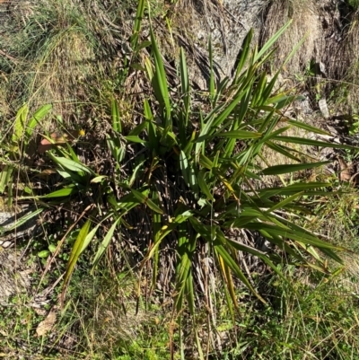 Dianella tasmanica (Tasman Flax Lily) at Namadgi National Park - 24 Feb 2024 by Tapirlord