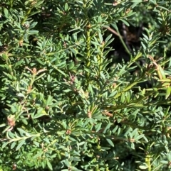 Podocarpus lawrencei (Mountain Plum Pine) at Namadgi National Park - 25 Feb 2024 by Tapirlord