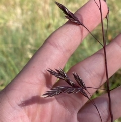 Festuca muelleri (Alpine Fescue) at Cotter River, ACT - 24 Feb 2024 by Tapirlord