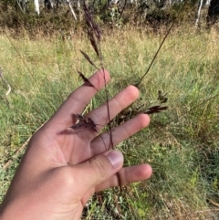 Festuca muelleri at Namadgi National Park - 25 Feb 2024