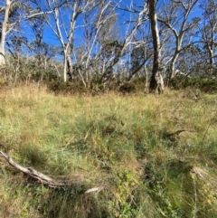 Festuca muelleri at Namadgi National Park - 25 Feb 2024 09:03 AM