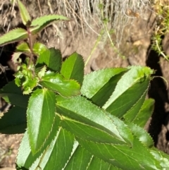 Veronica derwentiana subsp. maideniana at Namadgi National Park - 24 Feb 2024 by Tapirlord